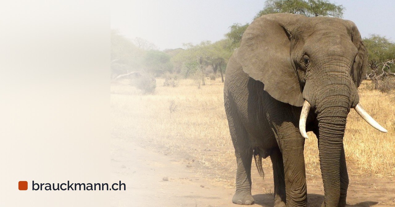 Symbolfoto zum Artikel „Azure HorizonDB: PostgreSQL-Dienst in der Public Preview“ (elephant, animal, safari)